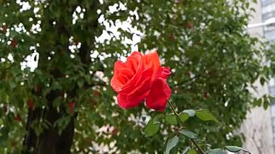升格玫瑰花鲜花红花绿叶视频的预览图